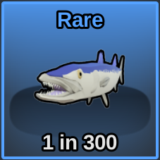 Barracuda Fish