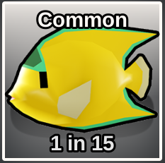 Boa Angelfish