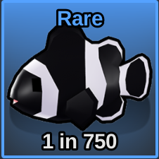 Darwin Clownfish