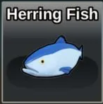 Herring Fish