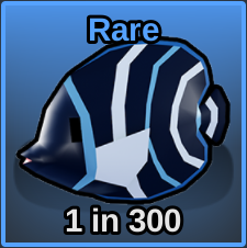 Korean Angelfish