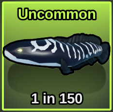 Zebra Snakehead