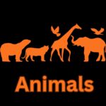 Animals